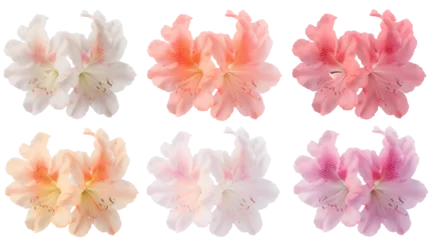 Poster collection of soft pastel azaleas flowers, isolated on a transparent background © SRITE KHATUN