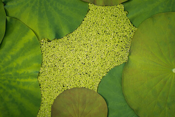Green Duckweed Blanketing Pond Water Amongst Lily Pads