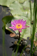 Vibrant Water Lily Blooming in a Serene Pond