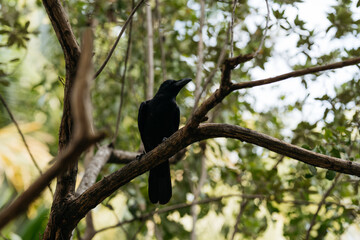 Alert Black Crow Surveying Surroundings from Shady Perch