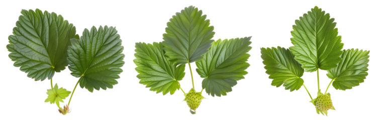 collection of strawberry leaves, isolated on transparent background