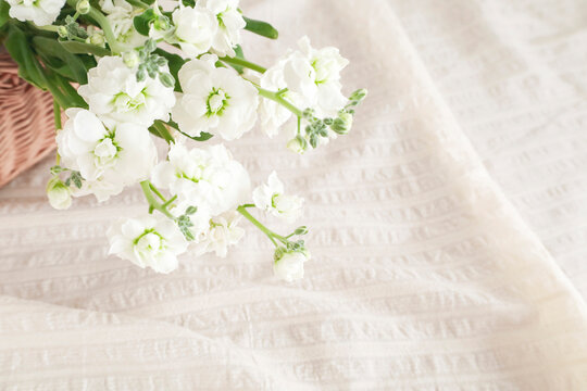 美しい白い花の素材　白い布のドレープ背景　ナチュラルなイメージ