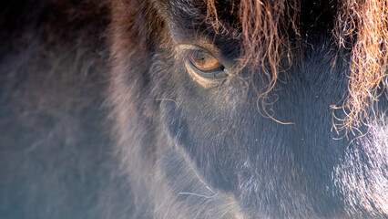 Pony in Nahaufnahme. Portrait. Auge