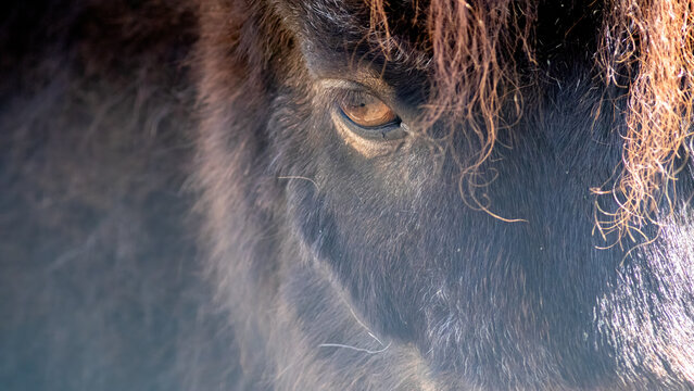 Pony in Nahaufnahme. Portrait. Auge