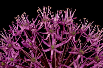 False Rosenbach Onion (Allium rosenorum). Inflorescence Detail Closeup - obrazy, fototapety, plakaty