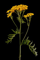 Tansy (Tanacetum vulgare). Synflorescence Closeup