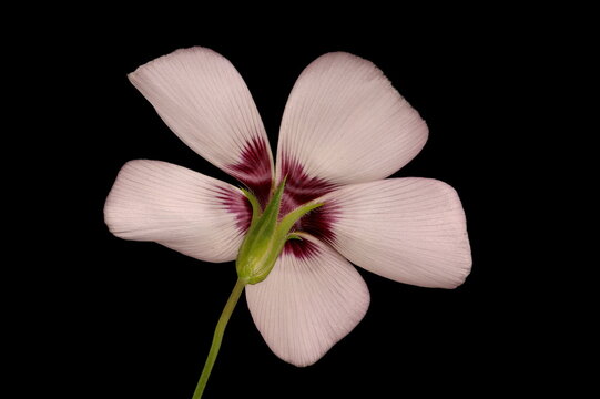 Crimson Flax (Linum grandiflorum 'Bright Eyes'). Flower Closeup