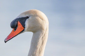 Höckerschwan. Portrait. Kopf.