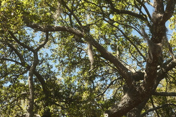 Spanish moss growing from a huge tree in Charleston, SC