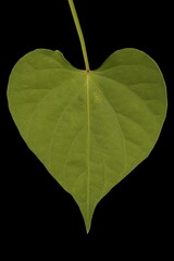 Common Morning-Glory (Ipomoea purpurea). Leaf Closeup