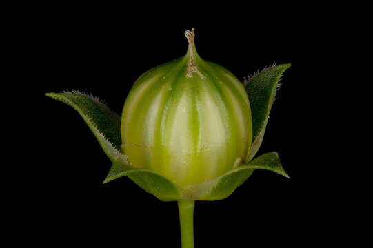 Common Flax (Linum usitatissimum). Immature Fruit Closeup