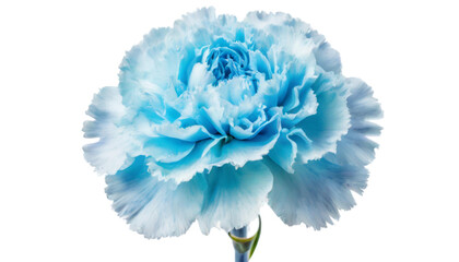 Blue carnation flower isolated on transparent background.