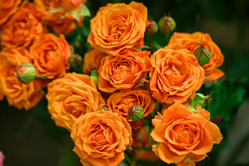 Vibrant Orange Roses in Vase