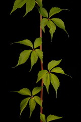 Virginia Creeper (Parthenocissus quinquefolia). Vegetative Shoot Closeup - obrazy, fototapety, plakaty