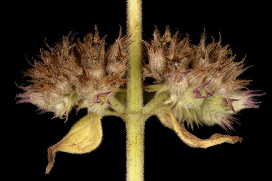 Cat-Mint (Nepeta cataria). Fruiting Verticillasters Closeup