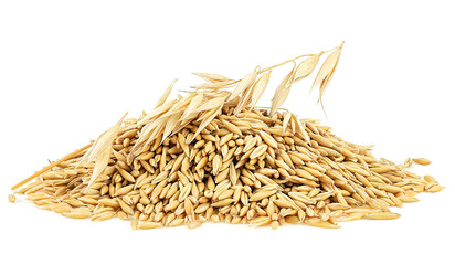 Whole grains of oats and oat spikelet isolated on a white background. Concept of healthy eating.