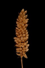 Vietnamese Balm (Elsholtzia ciliata). Mature Infructescence Closeup