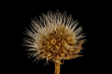 Firewheel (Gaillardia pulchella). Fruiting Capitulum Closeup