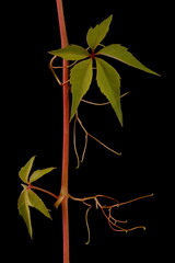 Virginia Creeper (Parthenocissus quinquefolia). Vegetative Shoot Closeup - obrazy, fototapety, plakaty