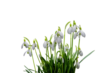 A group of Snowdrops isolated on transparent background, Galanthus nivalis © Robert Knapp