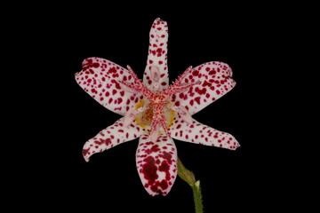 Hairy Toad Lily (Tricyrtis hirta). Flower Closeup