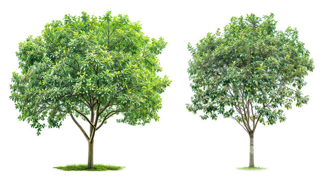 set of a single green tree isolated PNG transparent background