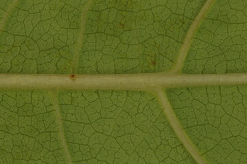 Japanese Knotweed (Reynoutria japonica). Leaf Detail Closeup