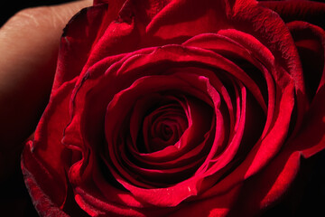 Rosa roja, san valentin