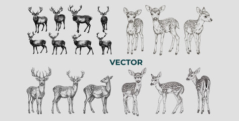Deer Sketch Vector Set: Retro Engraving & Halftone Dotted Ink Designs for Posters, Banners, Cards | Vintage Wildlife Illustration Collection
