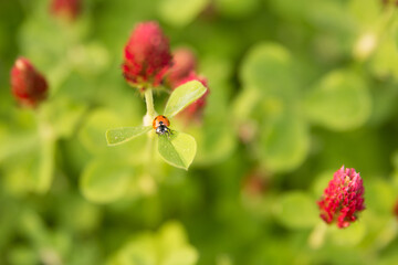 A ladybug on a red clover flower