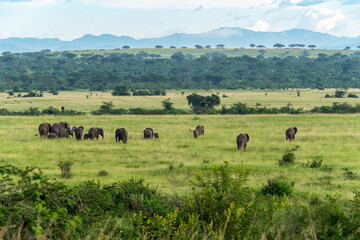 Elefantenherde in weiter Graslandschaft mit Bergen im Hintergrund unter bewölktem Himmel  - Powered by Adobe
