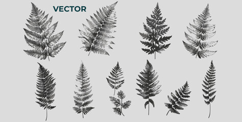 Fern Engraving style Vector Set: Hand-Drawn Retro Halftone Dotted Ink Sketches for Posters, Banners, Cards - Vintage Botanical Illustration Collection - obrazy, fototapety, plakaty