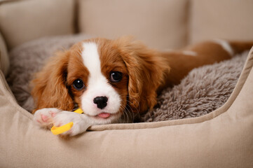 Cute Cavalier King Charles Spaniel puppy chews on his favorite toy while lying on the dog bed....