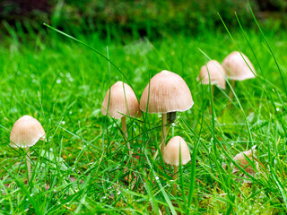 Fungi in the grass