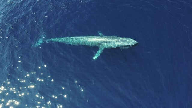 Aerial Panning Shot Of Blue Whale Swimming And Blowing Water In Sea On Sunny Day - Oahu, Hawaii