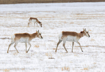 Pronghorn Angelope Herd © swkrullimaging