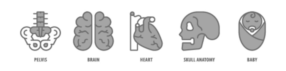Baby, Skull Anatomy, Heart, Brain, Pelvis editable stroke outline icons set isolated on white background flat vector illustration.