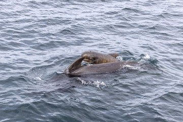 Fototapeta premium A tender moment unfolds in the North Atlantic as a pilot whale calf and mother share a close interaction off the coast of Andenes, Lofoten Islands.