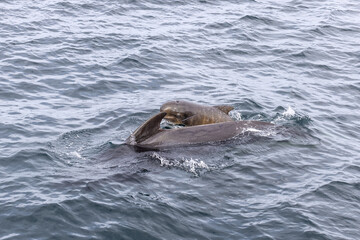 A tender moment unfolds in the North Atlantic as a pilot whale calf and mother share a close interaction off the coast of Andenes, Lofoten Islands.