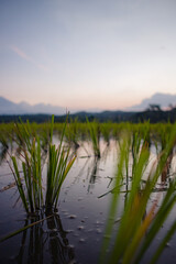 Young rice fields with puddles in the fields and a view of the mountains in the morning. 