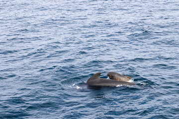 Naklejka premium In the cool, rippled waters of the Norwegian Sea, a mother pilot whale and her calf create a stirring image of family bonds near Andenes