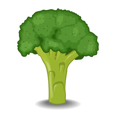 Vector illustration  broccoli vegetable with shadow on white background.