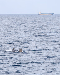 A vertical shot captures a majestic pilot whale and her calf swimming in the Norwegian Sea, with the distant silhouette of a transport ship on the horizon