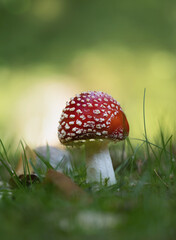 Herbstliches Wetter, kleiner Fliegenpilz