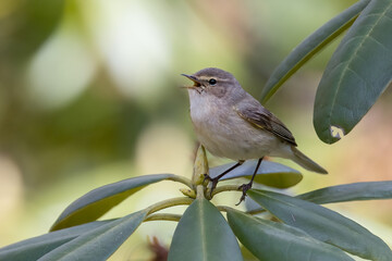 Common Chiffchaff