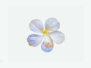 The white background in the picture is a white hibiscus flower with five thin, soft petals and a yellow stamen in the center of the flower.