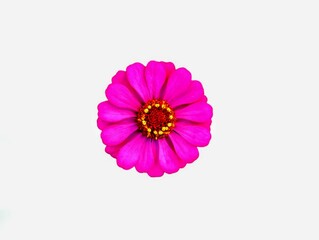 The white background in the image is a single deep pink zinnia, a beautiful cut out with long, oval...