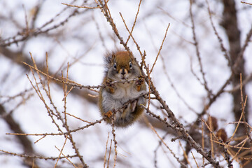 Squirrel on a Branch