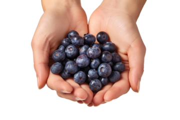 A close-up photo featuring two hands holding a handful of fresh and juicy blueberries. Isolated.