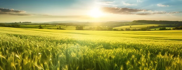 Poster Beautiful morning in nature, landscape of grass field at sunrise © inspiretta